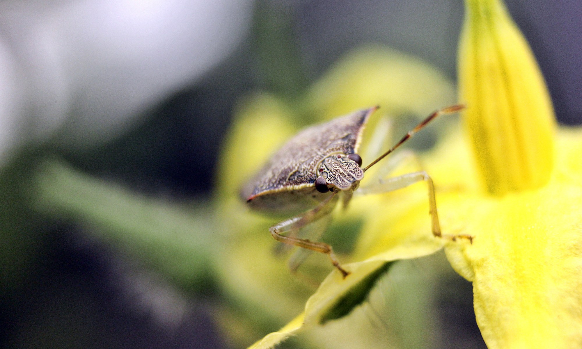 Spined_Soldier_Bug, nick_aflitto