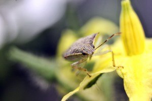 Spined_Soldier_Bug, nick_aflitto