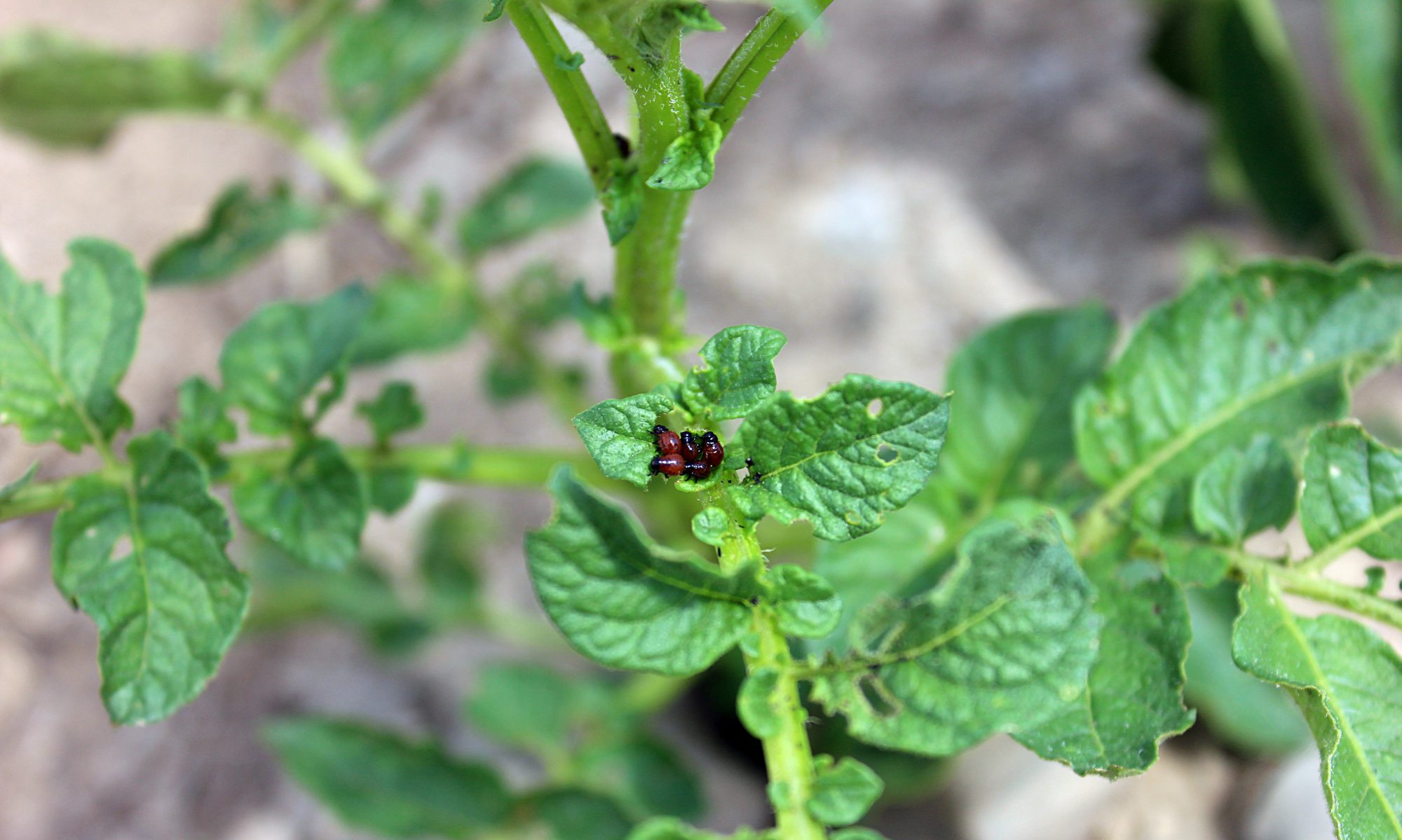 Potato_Beetle_Larvae