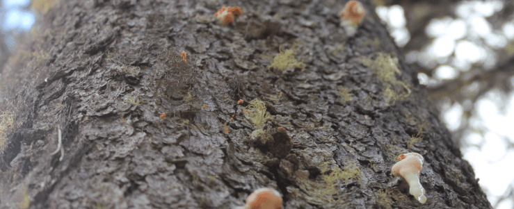 mountain_pine_beetle_pitch_tube