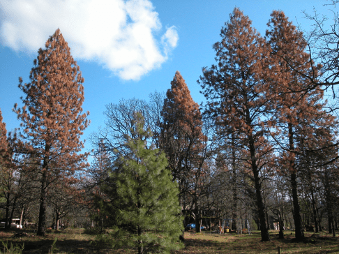 california_fivespined_ips_mortality