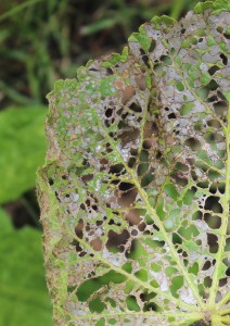 nick_aflitto, herbivory, insect_ecology