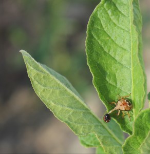 nick_aflitto, spined_soldier_bug_nymph_colorado_potato_beetle