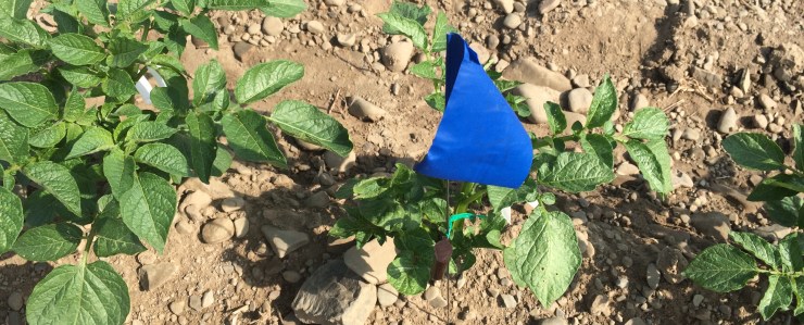 pheromone_crop_protection